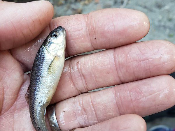 What Are the Best Live Baits For Bass Fishing?