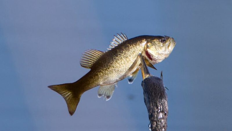 Seeking out the hiding spaces of Big Mouth Bass