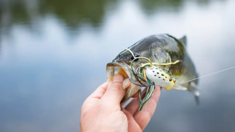 Big Mouth Bass: A Guide to the Best Fishing Spots Around the World.