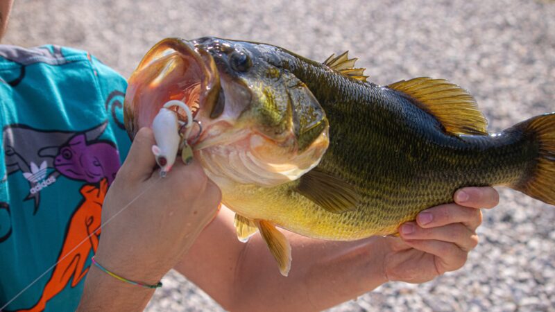 Bass Fishing Conservation & Ethics: Preserving the Sport